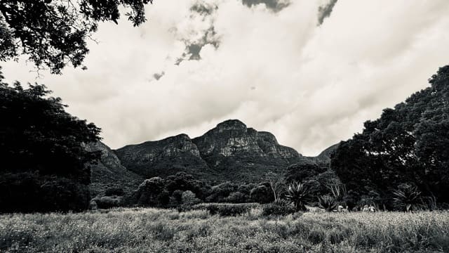 Between the Trees, 2024, by Ken Kamara