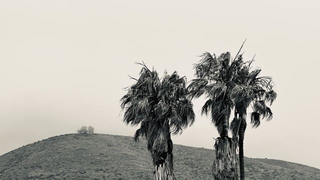 Two Palms Waiting, 2024, by Ken Kamara